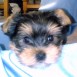 Alvin